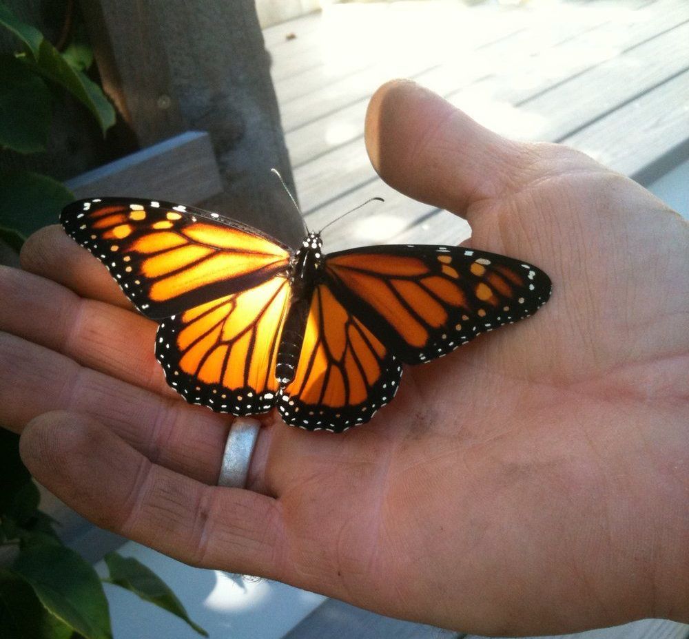 A person is holding a monarch butterfly in their hand