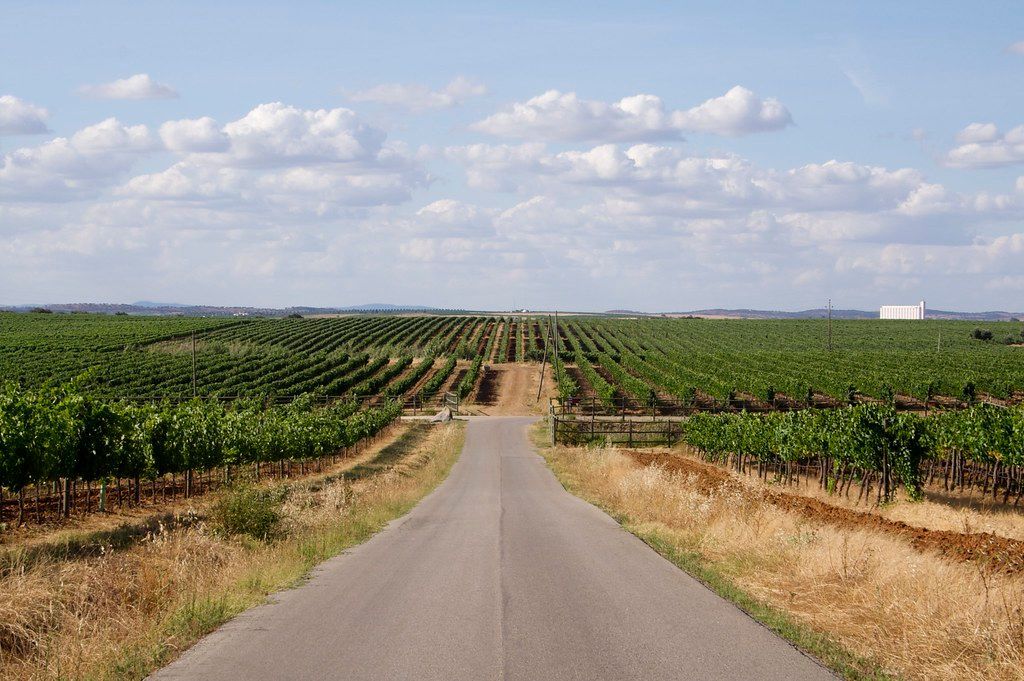 Uma estrada que passa por um vinhedo em um dia ensolarado.