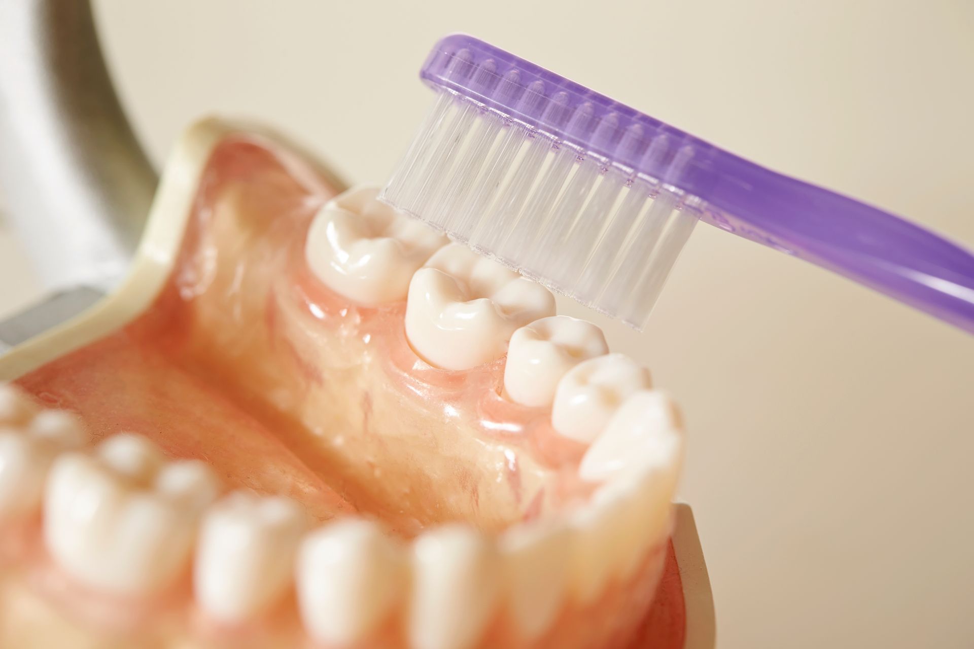 A person is brushing a model of teeth with a purple toothbrush.