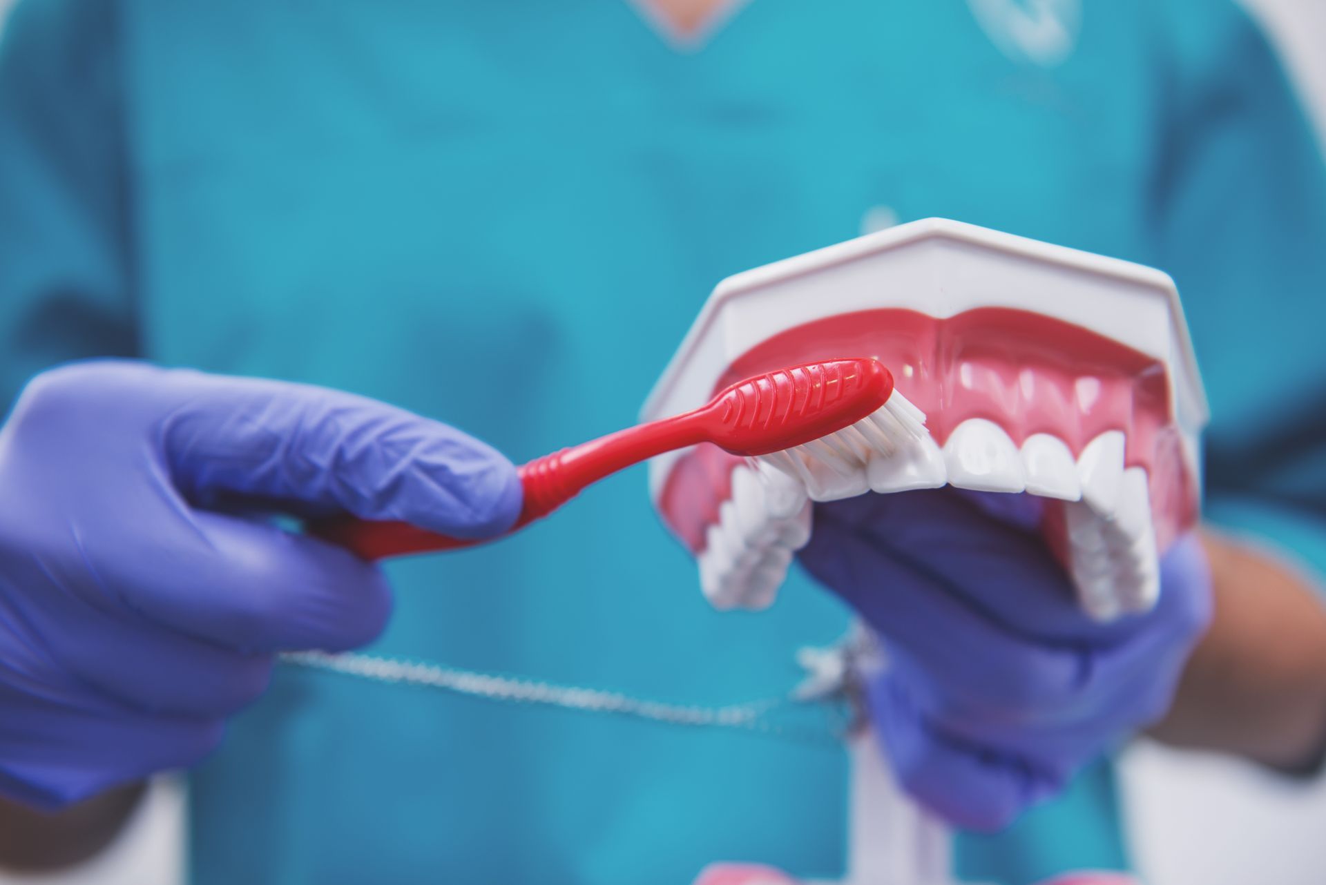 A dentist is brushing a model of teeth with a red toothbrush.