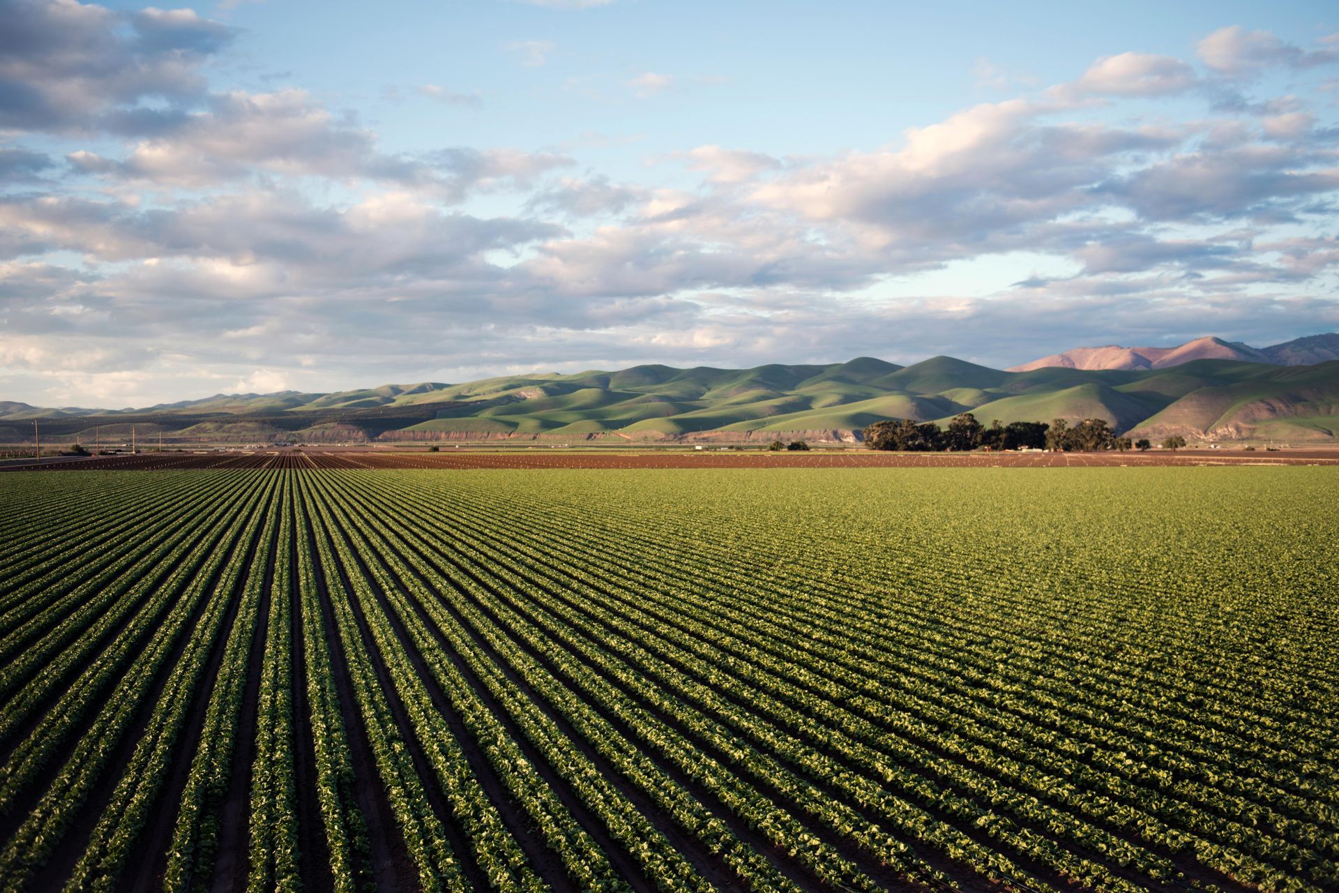 Rows of green crops stretch to a horizon with rolling hills under a cloudy sky.