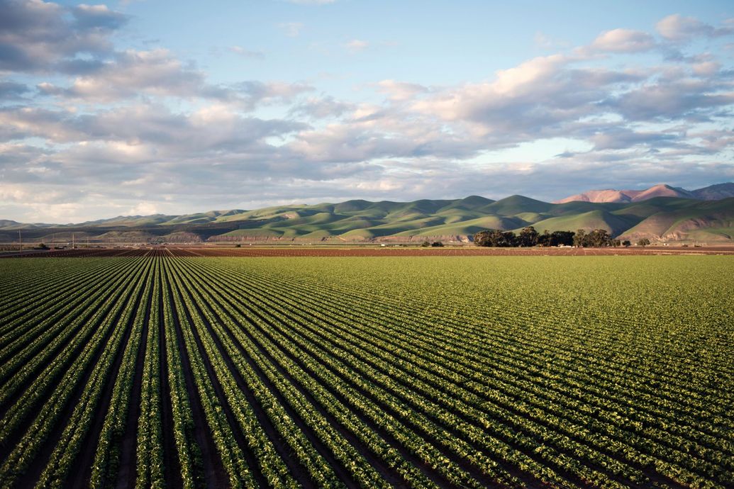 Rows of green crops stretch to a horizon with rolling hills under a cloudy sky.