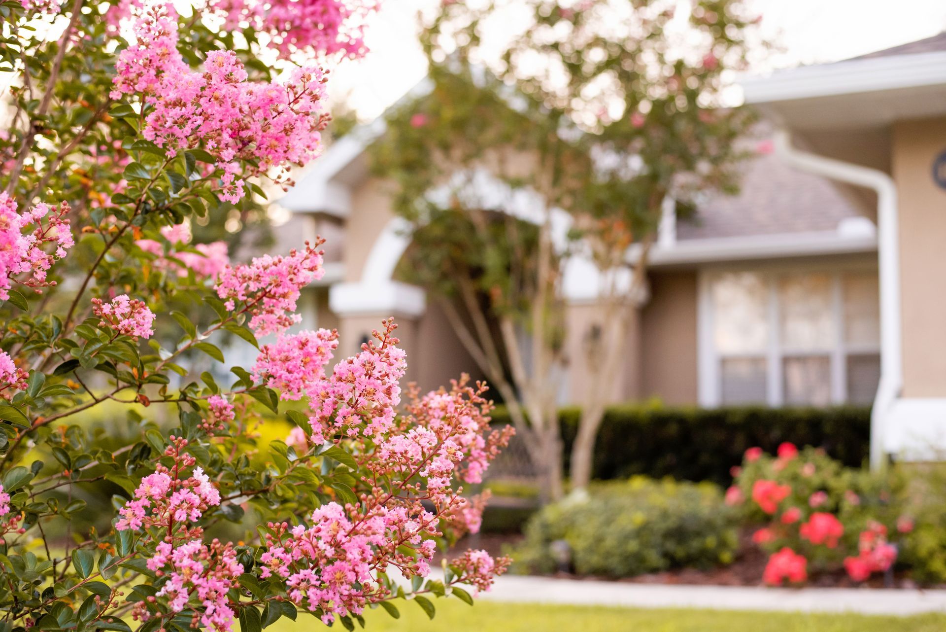a bush with pink flowers in front of a house .