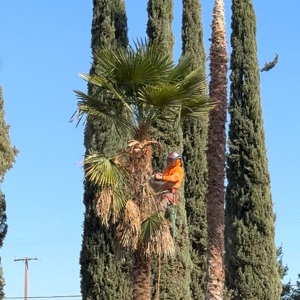 A man is climbing a palm tree in a park
