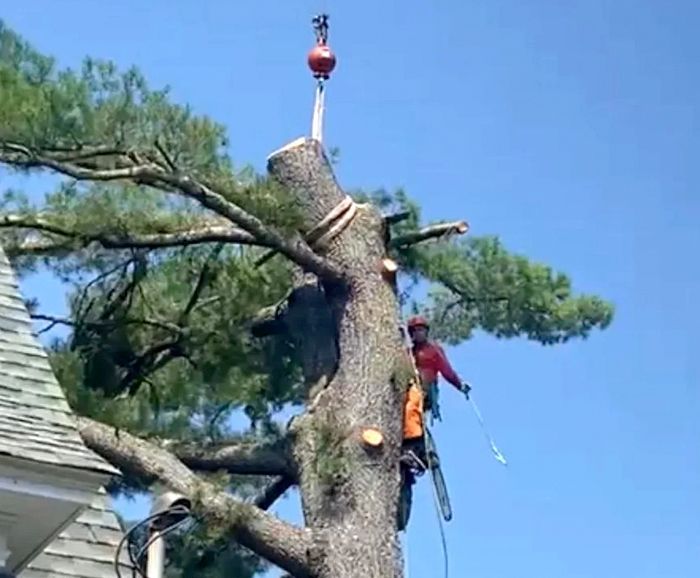 A man is climbing a tree with a crane attached to it.
