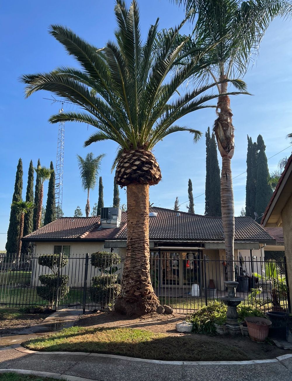 A house with a palm tree in front of it