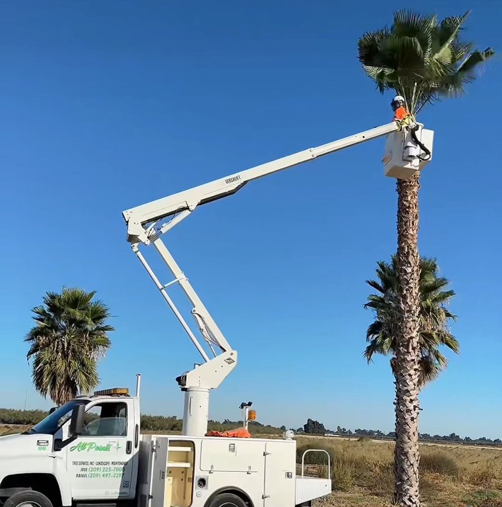 A palm tree is being lifted by a bucket truck