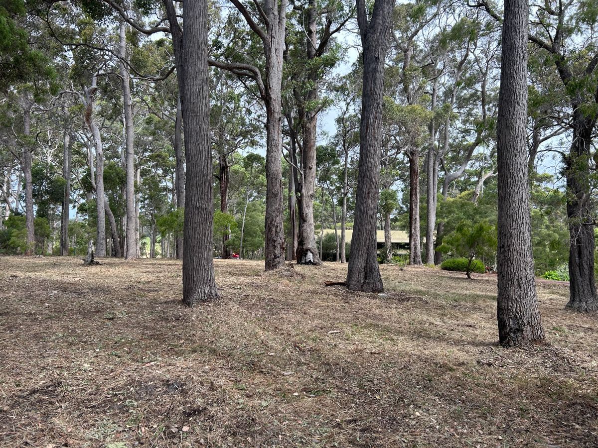 A forest with lots of trees and a dirt field in the middle.Placeholder