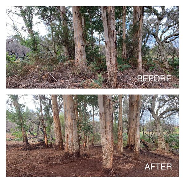 Land Mulching Before And After EP #4 20 Acre Project Property Clearing