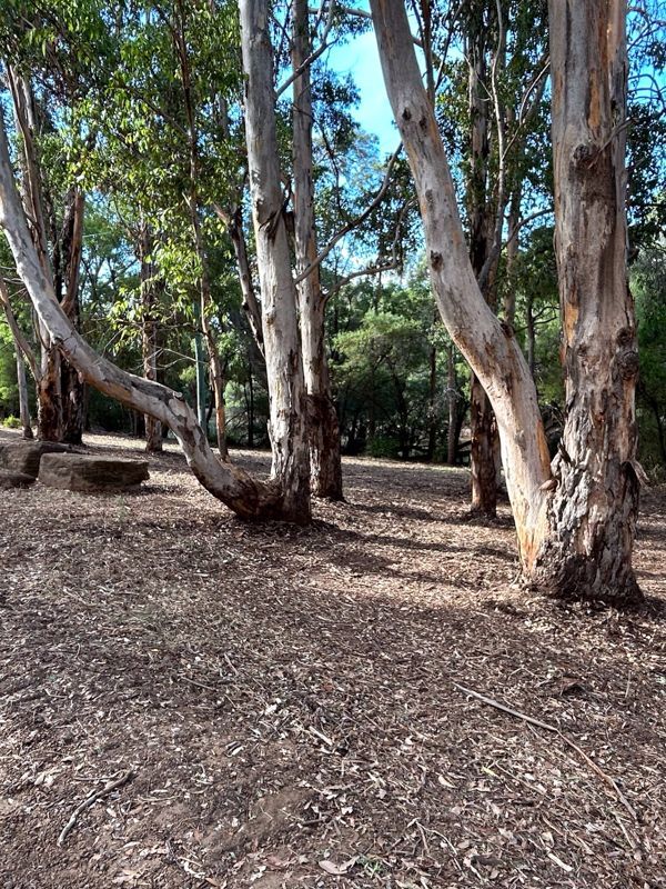 Firebreaks and bushfire hazard reduction