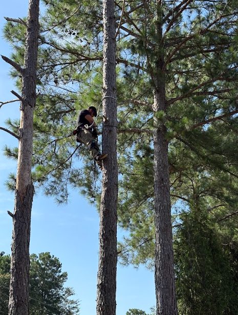 Person climbing a tall pine tree with climbing gear outdoors under a blue sky.