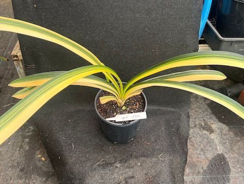 weißbunte japan segge 'variegata' Carex morrowii 'Variegata' (Bunte Japan-Segge) – Gräfin von Zeppelin main image 0