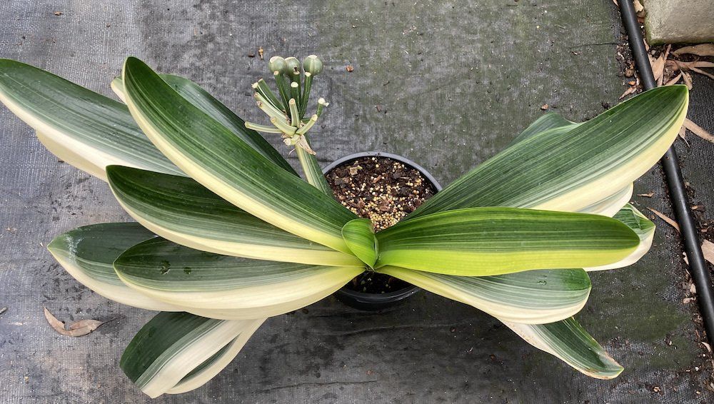 Variegated foliage clivia