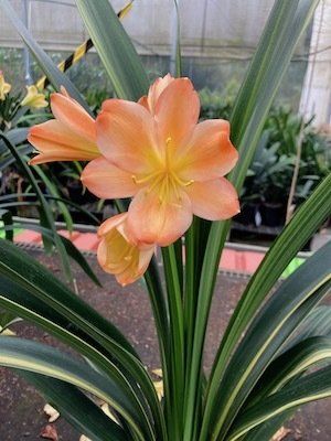 Pastel x QLD Yellow Clivia Seeds 8 Seeds
