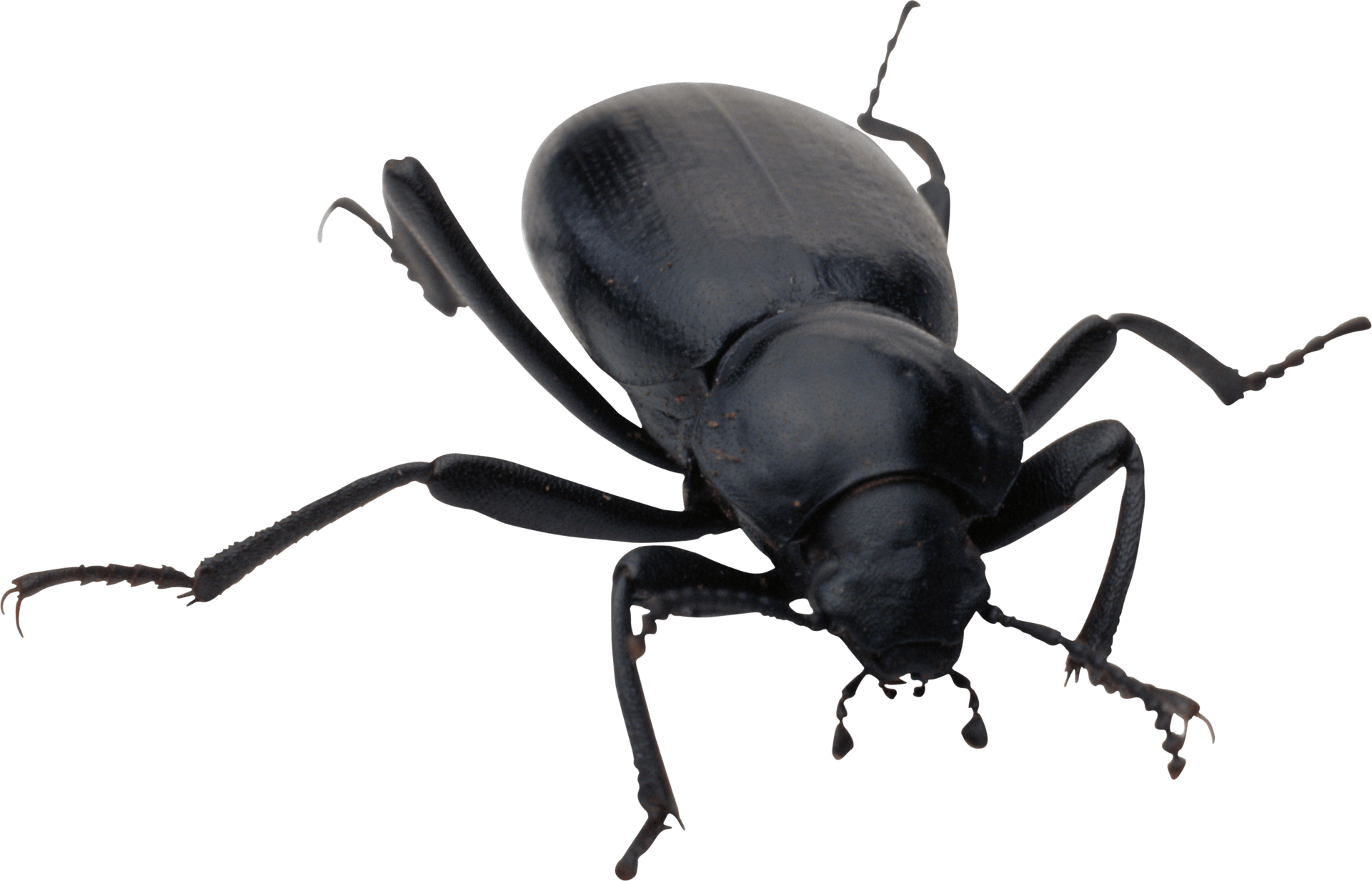 San Francisco Bay Area Pest Control