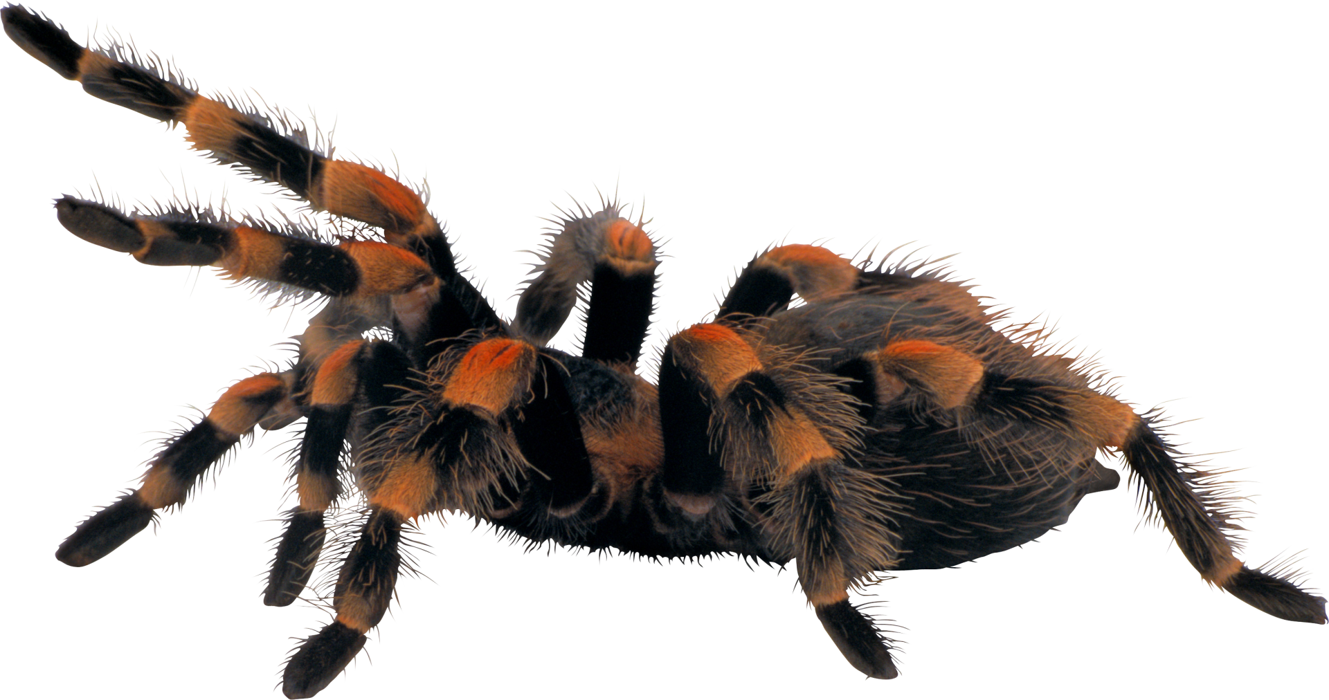 San Francisco Bay Area Pest Control