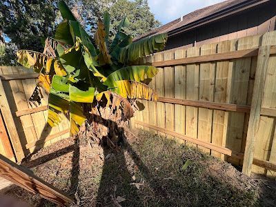 A banana tree is growing next to a wooden fence.