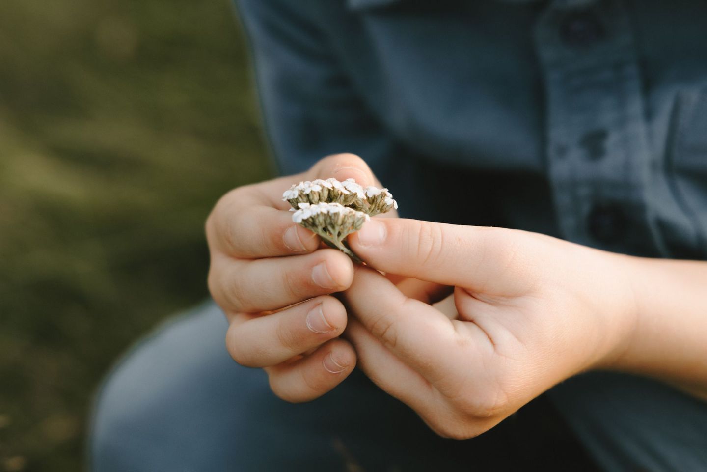 Barns händer som håller små vita blommor mot en jeansskjorta och grön bakgrund.