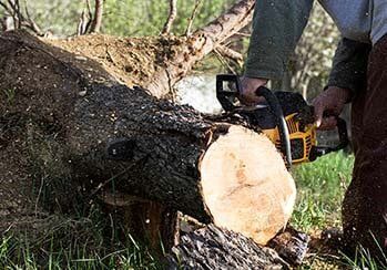 Removing Fallen Tree — Tree Removal in Everett, WA