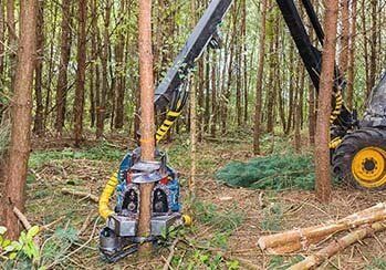 Machine Sawing Trees — Tree Removal in Everett, WA
