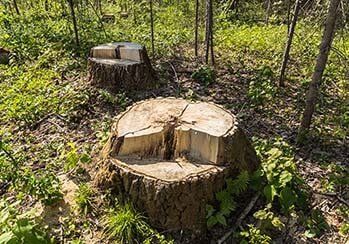 Tree Stump — Tree Removal in Everett, WA