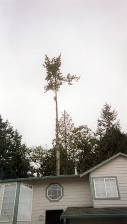 Tree Service — Tree Removal in Everett, WA