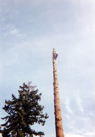 Climbing a Tree — Tree Service in Everett, WA