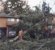 Tree Cutting — Lumberjack in Everett, WA