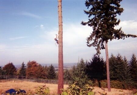 Tree Trimmer — Logger in Everett, WA
