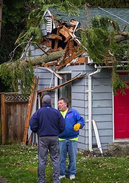 Tree fell on house roof — Tree Removal in Everett, WA