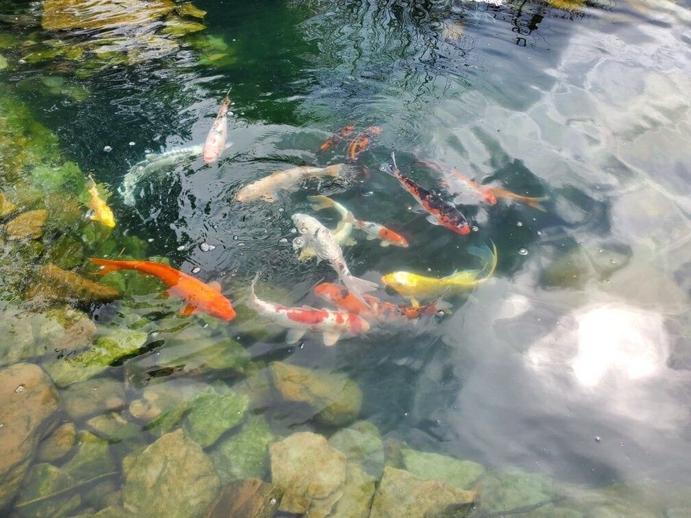 A group of fish are swimming in a pond surrounded by rocks.