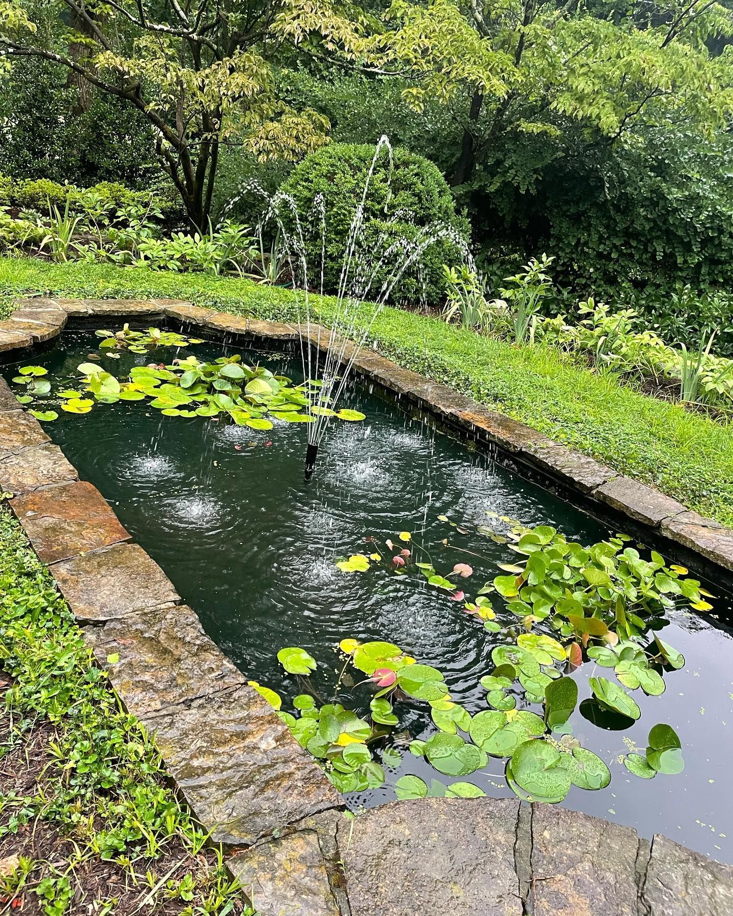 A pond filled with water lilies and a fountain in a garden.