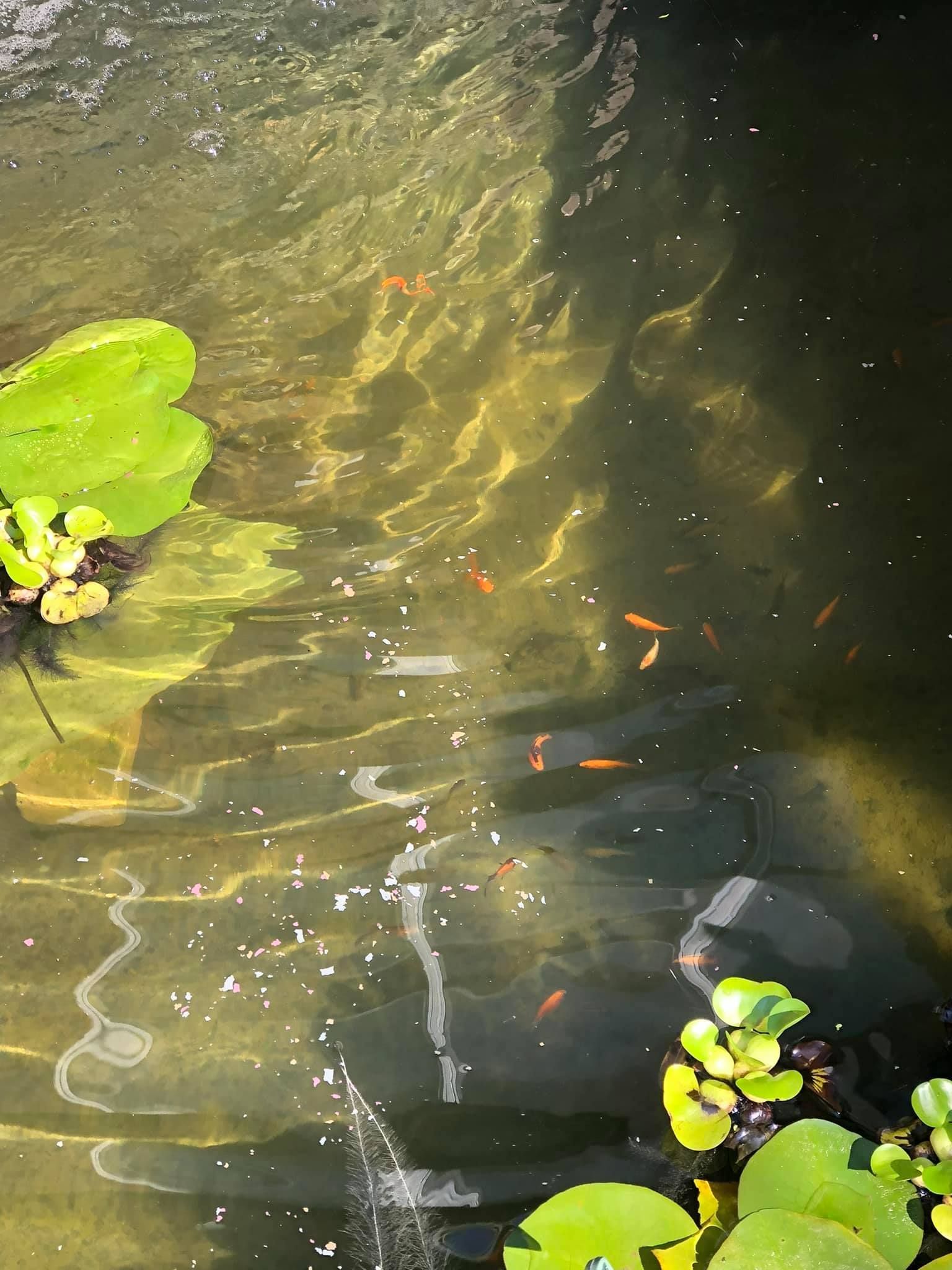 A pond with a lot of fish and plants in it