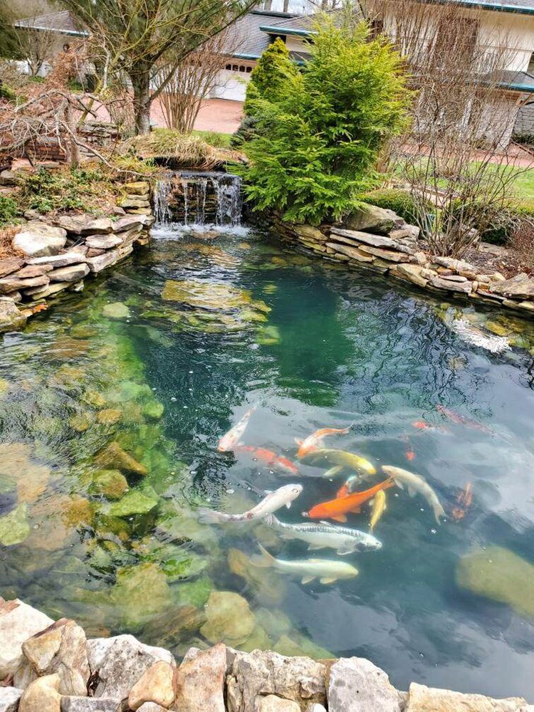 A pond filled with fish and a waterfall in a garden.