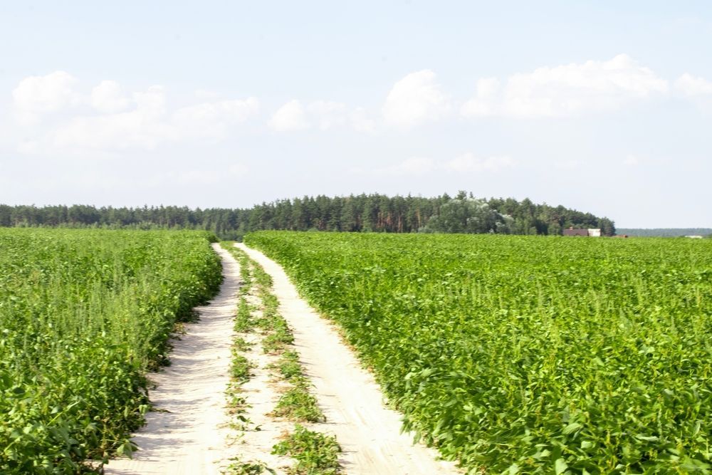 Dirt road through a bright green field of crops, with a line of trees in the distance under a blue sky.