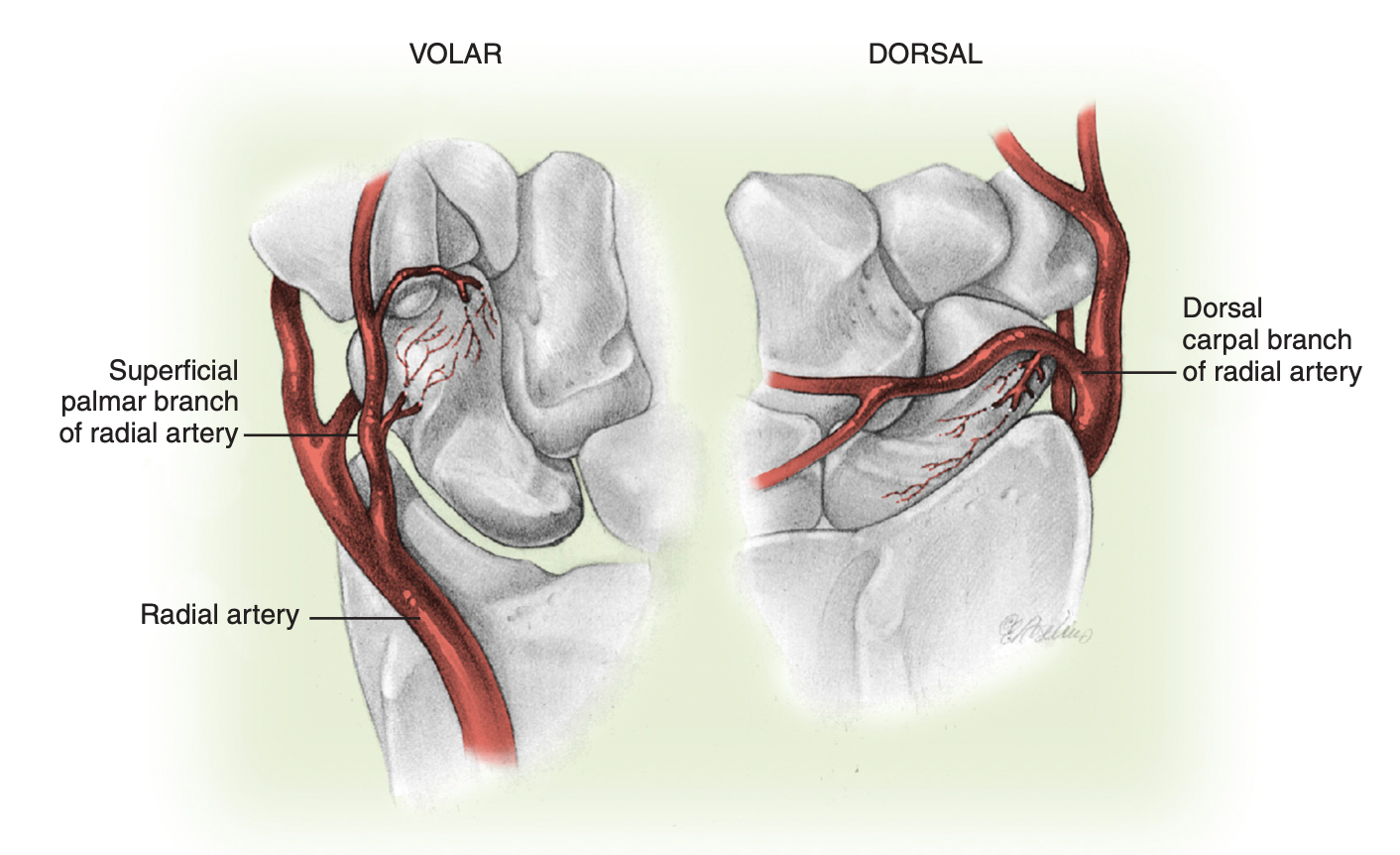 Suprimento vascular do escafóide