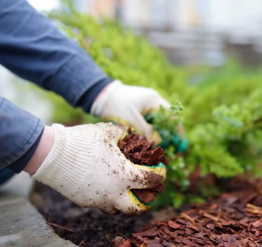 A pair of gloved hands spreads reddish-brown wood mulch around the base of a green shrub in a garden.