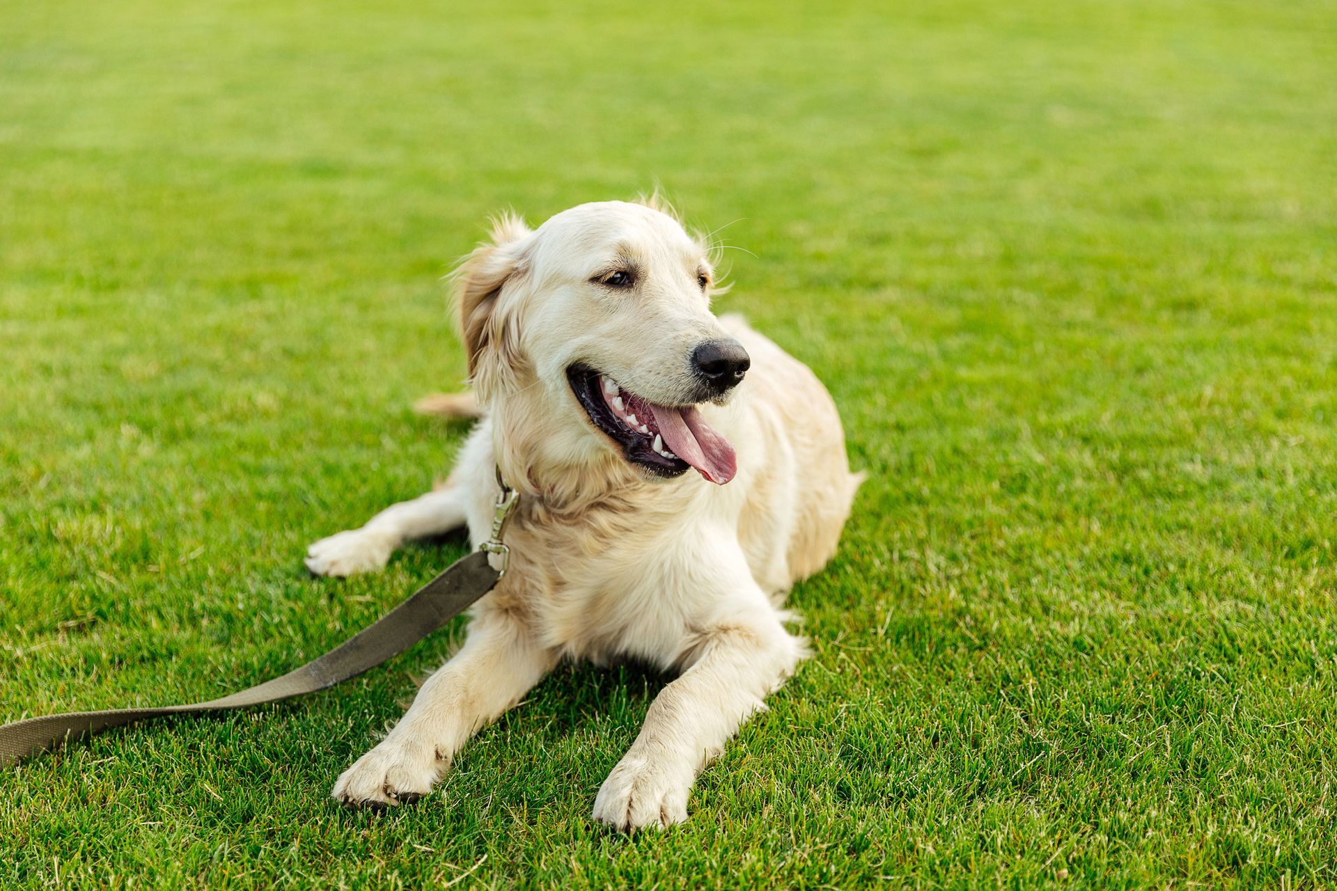 A dog is laying on the grass on a leash.