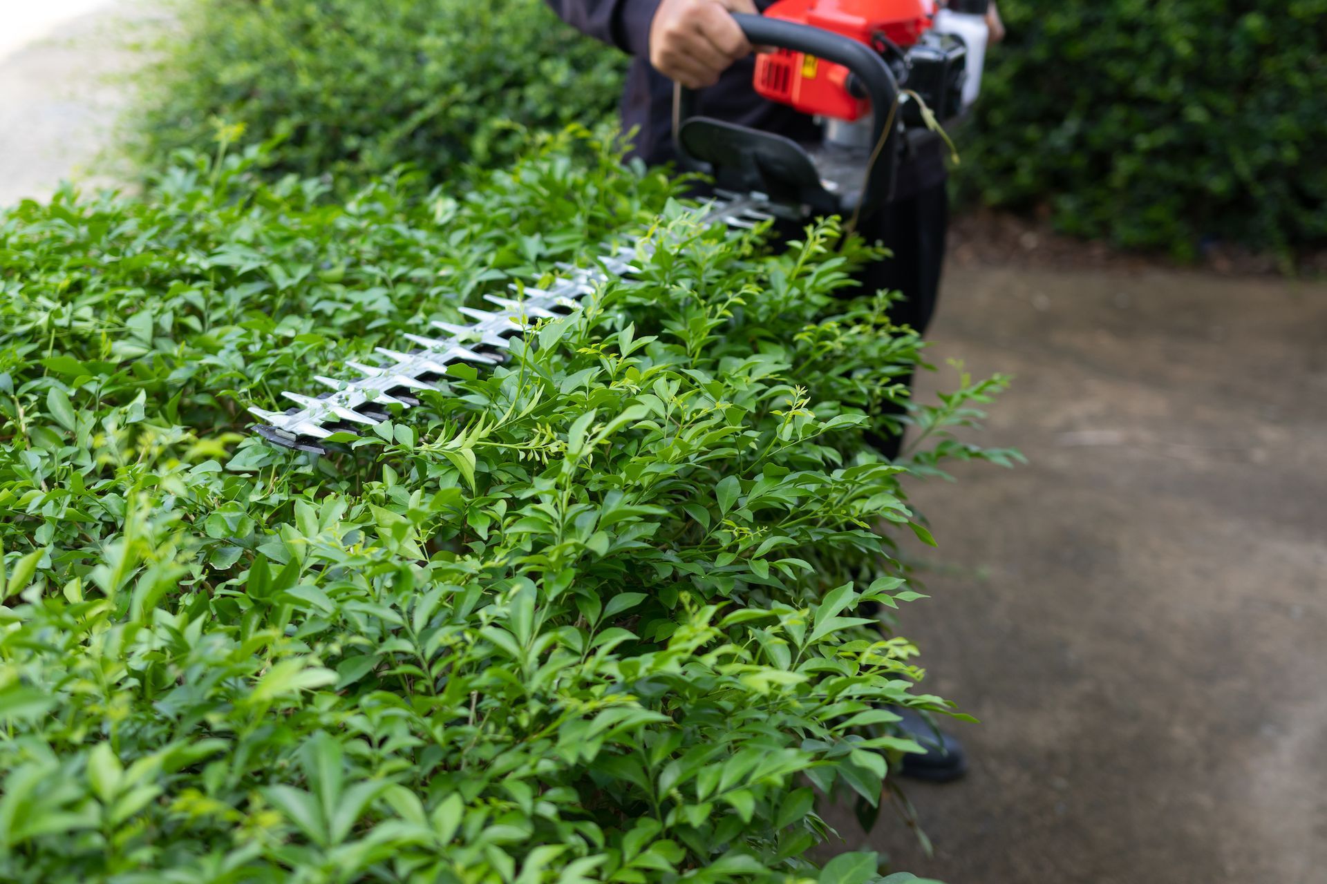 A person is cutting a hedge with a hedge trimmer.