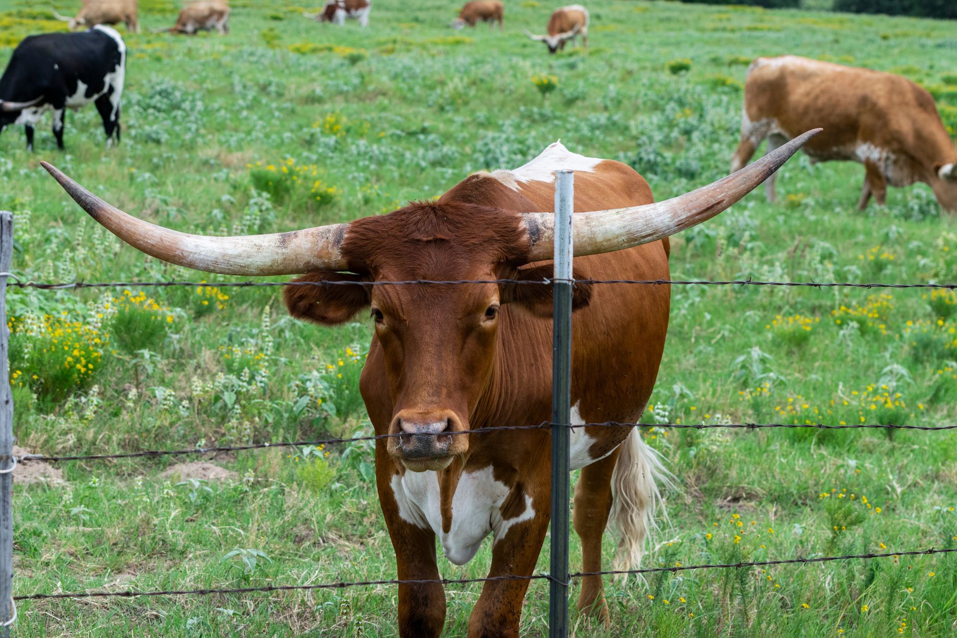 Brown and white Texas Longhorn with long horns stands near a fence in a green pasture.