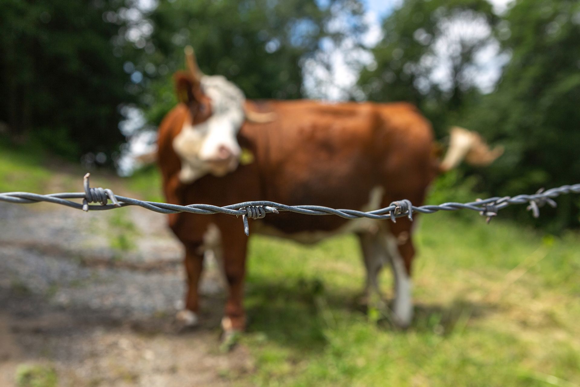 Brown and white cow behind a barbed wire fence in a grassy field, blurred background of trees.