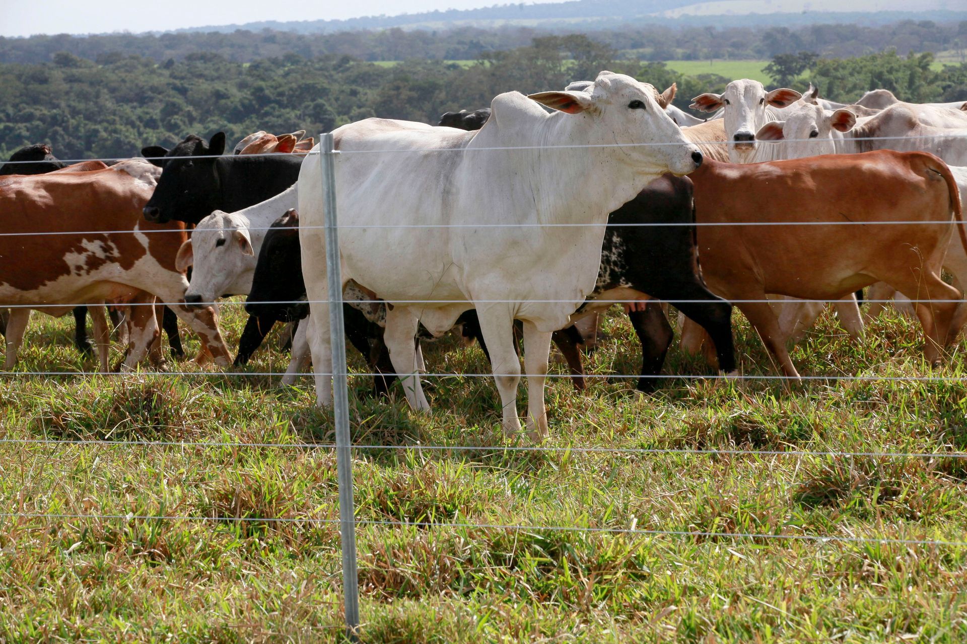 Cattle grazing in a grassy field, behind a wire fence. Several cows have brown, black, and white coats.