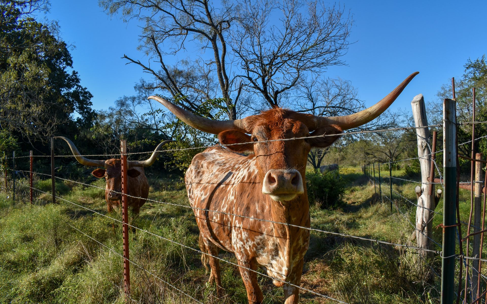 Longhorn cattle with large horns stand near a barbed wire fence in a grassy field.
