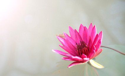 A pink water lily is floating on top of a body of water.