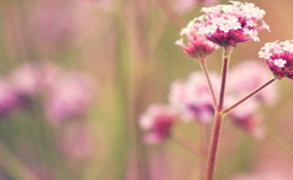 A close up of a pink flower with white flowers on a blurred background.