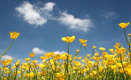 A field of yellow flowers with a blue sky in the background
