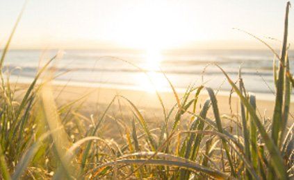 The sun is shining through the grass on the beach.