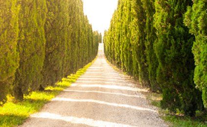 A dirt road lined with trees on both sides.