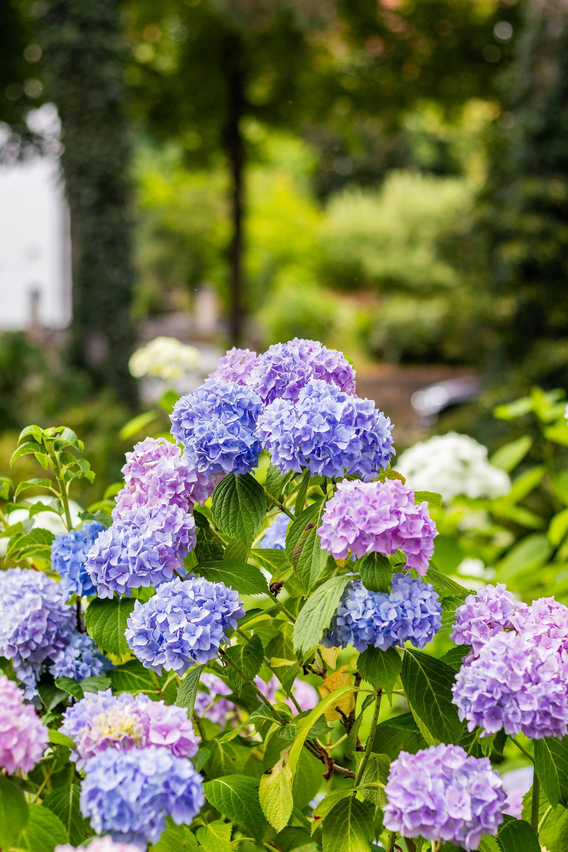 Purple and blue hydrangea blooms in a lush garden