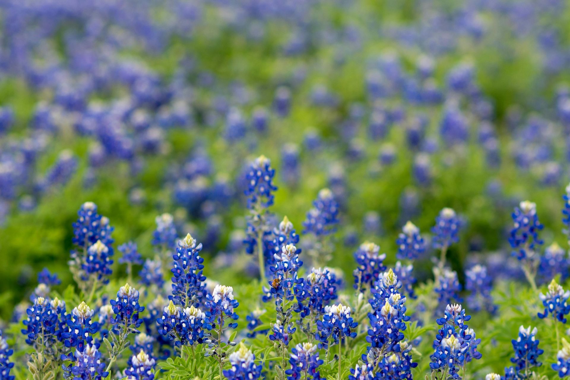 Bluebonnet field, Texas. Numerous vibrant blue flowers with white tips and green foliage in natural light.